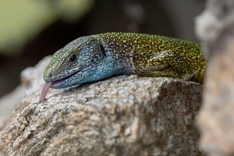 Close-up of a lizard with blue-green skin sticking out a tongue