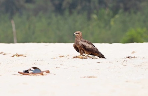 Steppe buzzard (Buteo buteo) at Marari Beach or beach, Mararikulam, Alappuzha district, Kerala,
