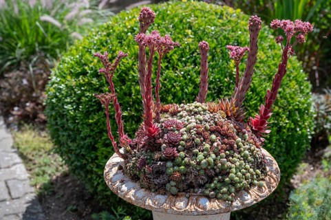 Flowering roof houseleek (Sempervivum tectorum) in a flower bowl, Bavaria, Germany, Europe