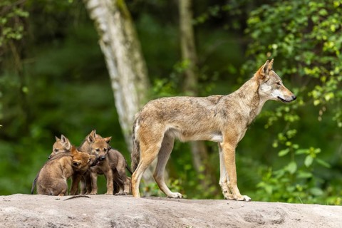 A talented wolf stands vigilant while the cubs are gathered close together, European grey gray wolf