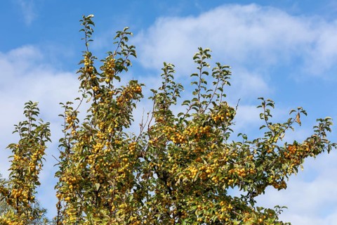 Apple tree, crab apple (Malus sylvestris), Strucklahnungshörn, Nordstrand, Nordfriesland,