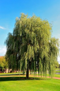 Hanging willow in Taunus, Hesse, Germany, Europe