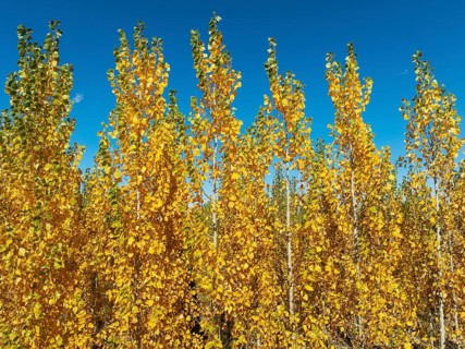 European Aspen (Populus tremula) in autumnal colours. Cultivated for timber. Drone shot. Granada