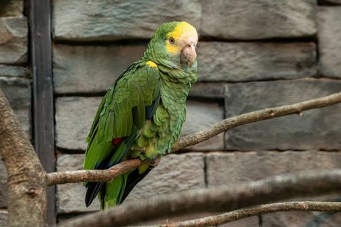 Yellow-shouldered Amazon (Amazona barbadensis), Walsrode Bird Park, Lower Saxony, Germany, Europe