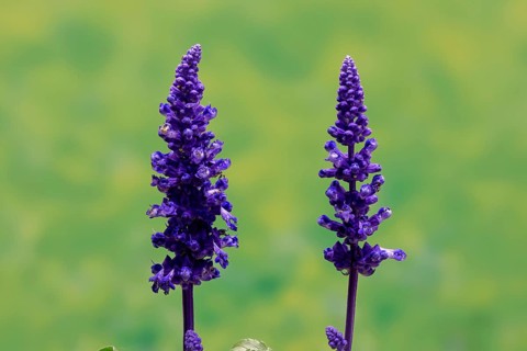 Mealycup sage (Salvia farinacea), flowering, Elllerstadt, Germany, Europe