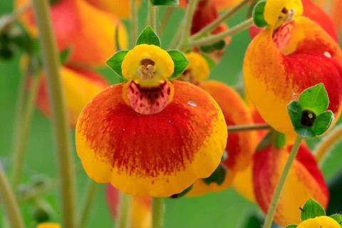 Slipper flower (Calceolaria Hybride), flowering, Elllerstadt, Germany, Europe
