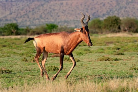 Red hartebeest (Alcelaphus buselaphus caama), Kaama, adult, running, foraging, Mountain Zebra