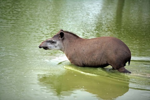 Lowland tapir (Tapirus terrestris), adlut, water, Pantanal, Brazil, South America