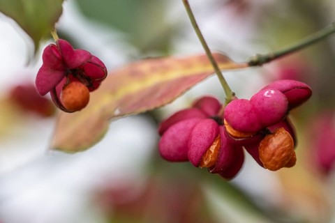 Peacock, spindle bush (Euonymus europaeus), fruit stand, Emsland, Lower Saxony, Germany, Europe