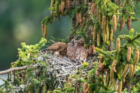Common kestrel (Falco tinnunculus), female adult bird feeding young birds not yet ready to fly in
