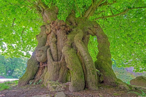 Court lime tree below the Schaumburg Castle Germany