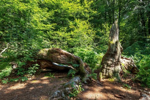 The Sababurg primeval forest, or primeval forest in the Reinhardswald, is a 95-hectare biotope