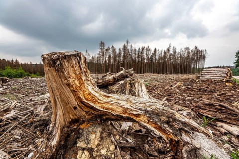 Forest dieback in the Arnsberg Forest nature park Park, over 70 per cent of the spruce trees are
