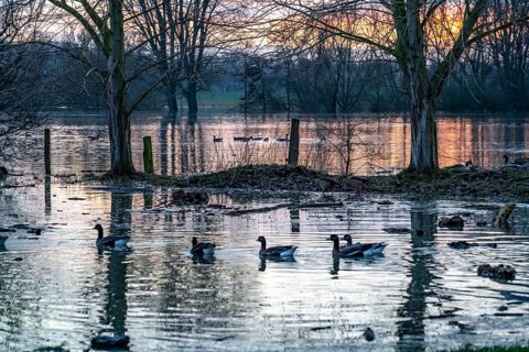 Bislicher Insel nature reserve, floodplain landscape on the Rhine, near Xanten, floods, flooded