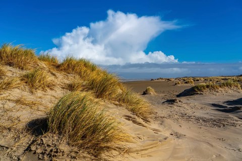 Dune landscape, sand dunes, dune grass in the west of Borkum, island, East Frisia, winter, season,