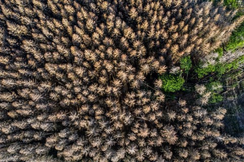 Forest dieback in the Arnsberg Forest nature park Park, over 70 per cent of the spruce trees are