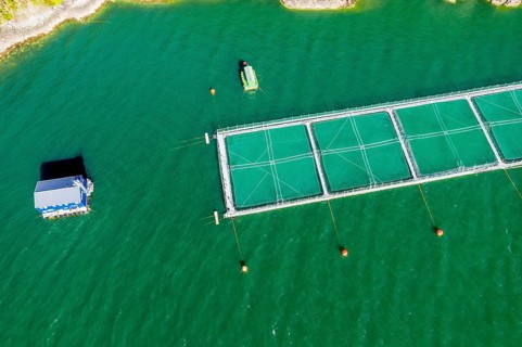 Aerial view of salmon farm in the Reloncavi fjord southeast of Puerto Montt, Chile, South America