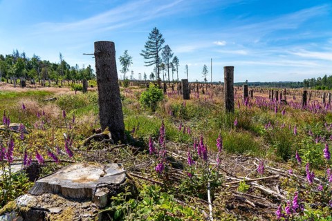 Cleared forest in the Eggegebirge, near Lichtenau, Paderborn district, site of a spruce forest that