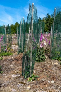 Reforestation in the Arnsberg Forest near Freienohl, Soest district, young oak trees, with browsing