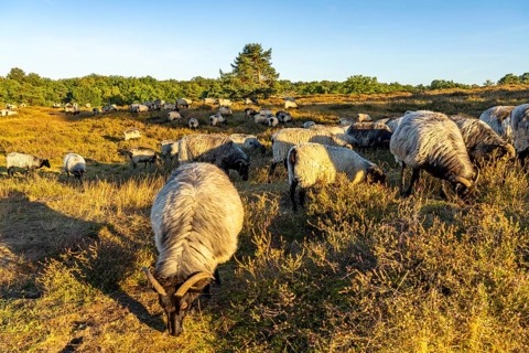 Herd of Heidschnucken, sheep grazing in the Westruper Heide, in the Hohe Mark Westmünsterland