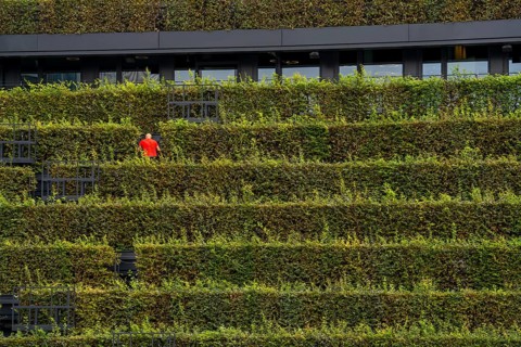 Green façade, made of over 30, 000 hornbeams forming a hedge a good 8 kilometres long, on the roof