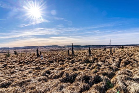 The High Fens, raised bog, in the Eifel and Ardennes region, High Fens-Eifel nature park Park,
