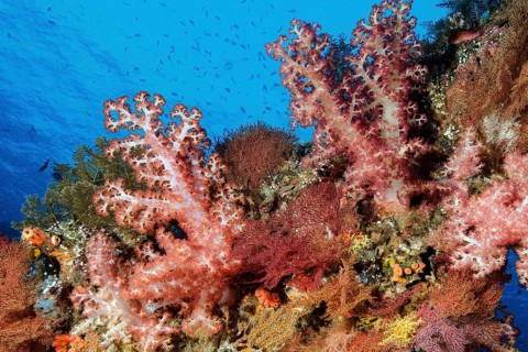 Several colourful soft corals (Dendronephthya) growing in colourful coral reef, Pacific,