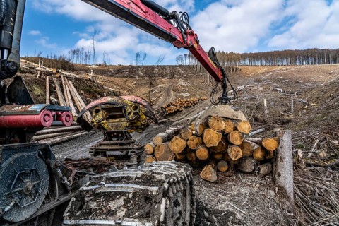 Cleared forest area north of the village of Öventrop, district of Arnsberg, dead spruce stands were