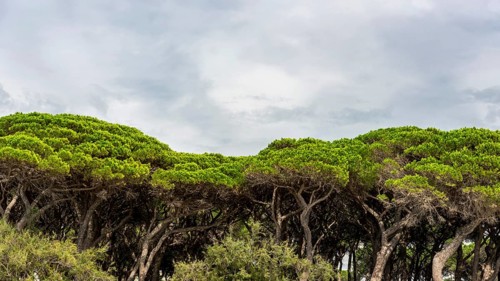 Pine (Pinus pinea), pine forest, pine tree, stone pine, tree, mediterranean, panorama, Italy,