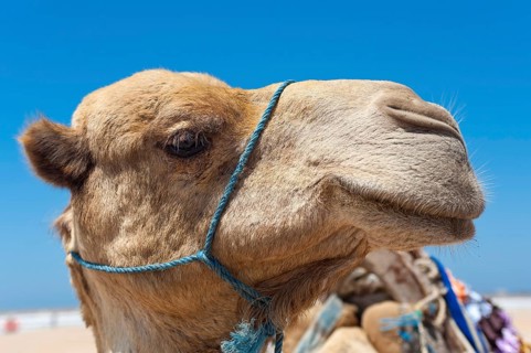 Dromedary (Camelus dromedarius), Arabian camel in head portrait, head, animal, farm animal, detail,