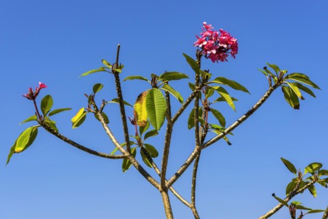 Frangipani (Plumeria), plant, shrub, flora, garden, botany, botanical, blossom, flowering, garden