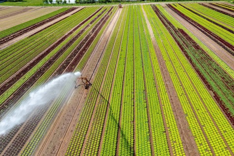 A field is artificially irrigated, water is sprayed onto the field via an irrigation system, field