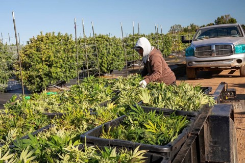 Paw Paw, Michigan, Migrant farmworkers harvest cannabis at Grasshopper Farms