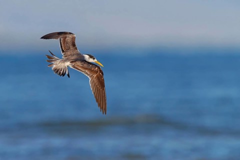 Caspian Tern, flight photo, (Thalasseus bergii), East Khawr / Khawr Ad Dahariz, Salalah, Dhofar,