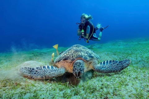 Diver Diver observing Green turtle (Chelonia myda) eating Halophila seagrass (Halophila johnsonii)