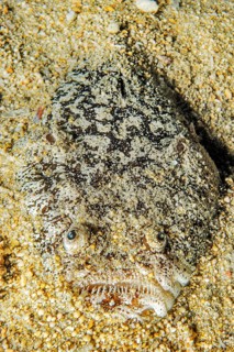 Lurker stargazer (Uranoscopus bicinctus) half camouflages itself buried in sandy seabed, Pacific,