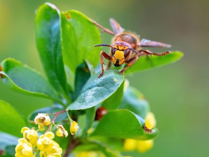 European hornet (Vespa crabro), insect, insects, macro, plant, garden, Neuhofen,