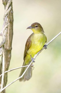 Yellow-bellied greenbul (Chlorocichla flaviventris), Mkuze Game Reserve, Mkuze, KwaZulu-Natal,