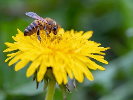 European hornet (Vespa crabro), insect, insects, macro, plant, garden, Neuhofen,
