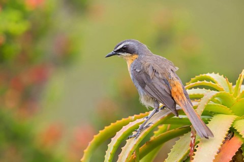Cossypha caffra, family of flycatchers, Underberg surroundings, Underberg, KwaZulu-Natal, South