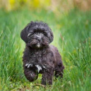 Pets, Dog, Bolonka Zwetna, Puppy, AI-generated, AI generated