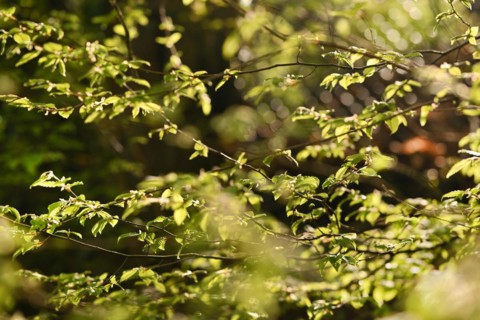 Iserlohn. This year's unusually warm weather in April has already given us a May. Nature exploded