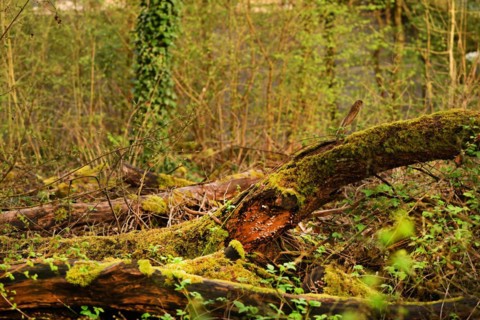 Iserlohn. This year's unusually warm weather in April has already given us a May. Nature exploded
