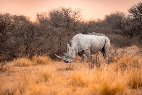 Southern white rhinoceros (Ceratotherium simum simum), rhino at sunset, Khama Rhino Sanctuary,