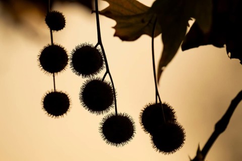 Plane tree, Oriental plane (Platanus orientalis), close-up of fruits and leaves against the light,