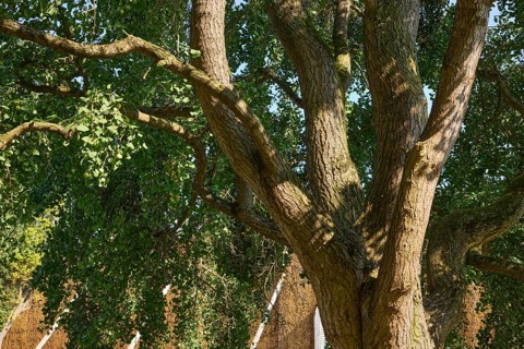 Trunk with bark, branches, twigs and foliage of a tree of the species Ginkgo (Ginkgo biloba) in Bad