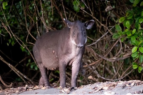 Baird's tapir (Tapirus bairdii), juvenile, in the rainforest, Corcovado National Park, Osa,
