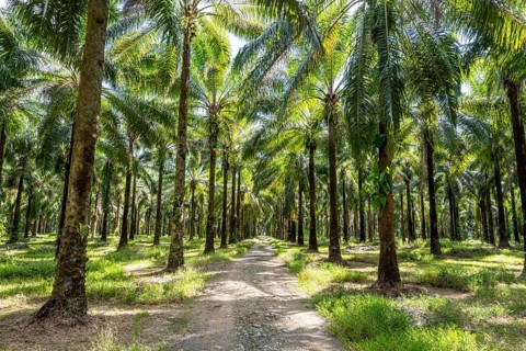Palm oil plantation, environmental destruction through monoculture, Costa Rica, Central America