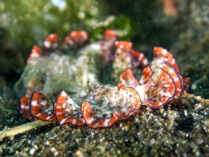 Close-up of a flatworm with red fringed frills, red-brown whirlpool worm (Pseudoceros) on the