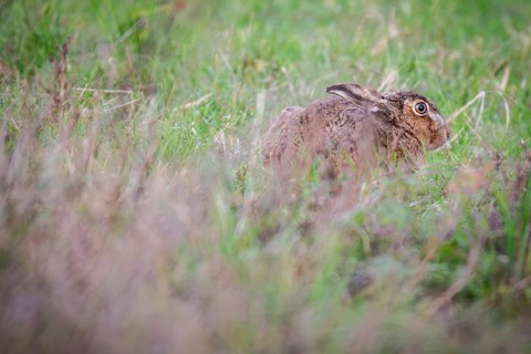 European hare (Lepus europaeus) hiding in the tall grass, Stuttgart, Rosensteinpark,